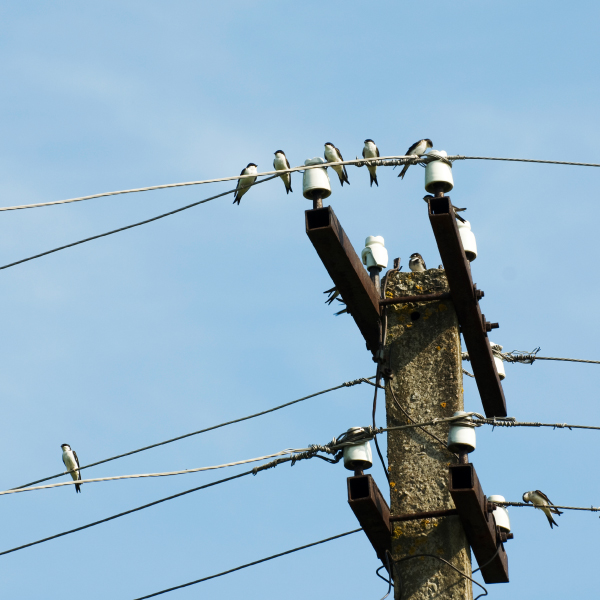 Elektros stulpai, ant kurių laidų tupi paukščiai.