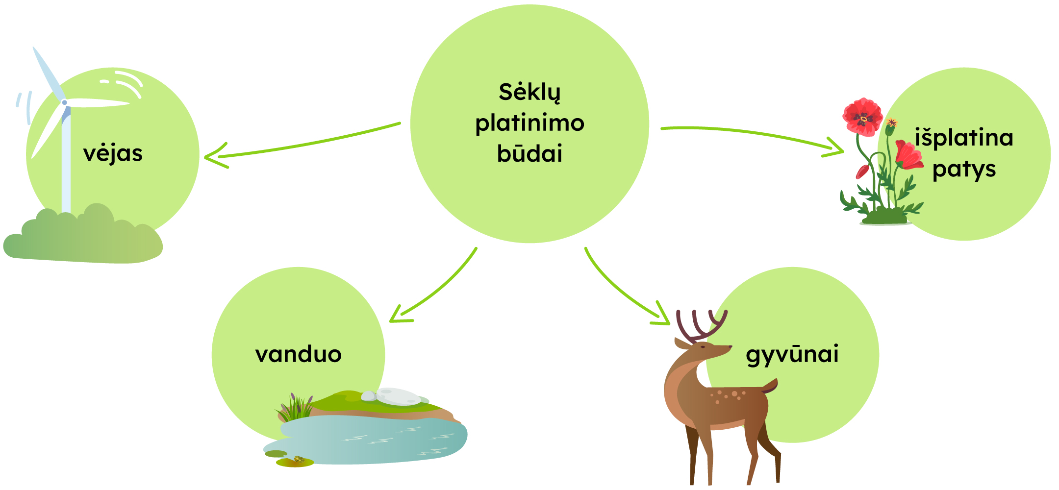 Sėklų platinimo būdai: vėjas, vanduo, gyvūnai, išplatina patys.