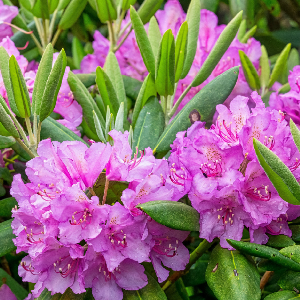 Rododendras.