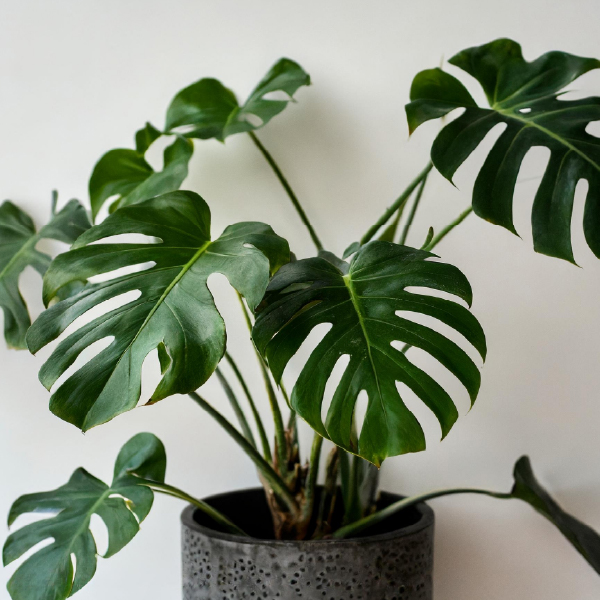 Monstera.