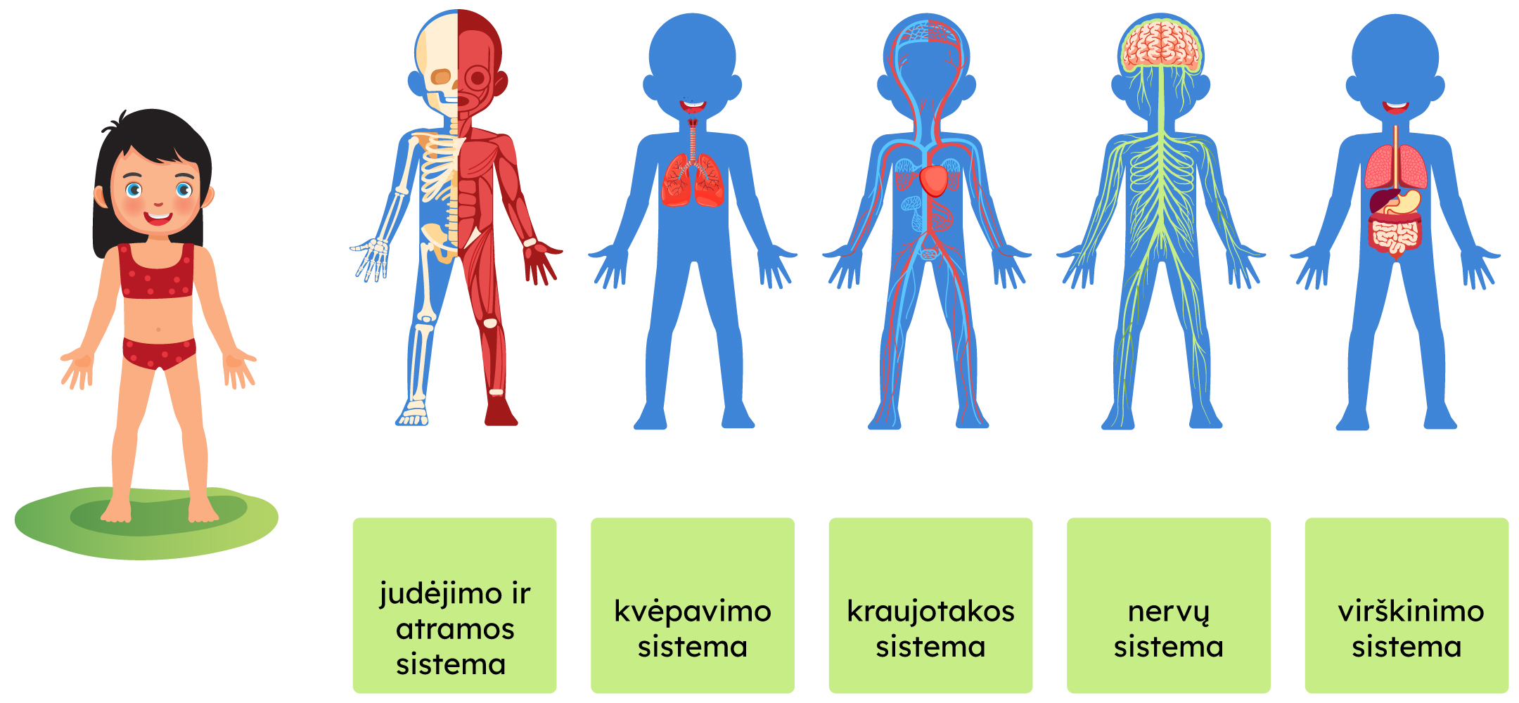 Mergaitė su apatiniais ir šalia jos paveikslėliai, vaizduojantys: judėjimo ir atramos sistemą, kvėpavimo sistemą, kraujotakos sistemą, nervų sistemą, virškinimo sistemą.