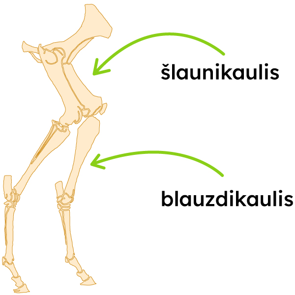 Pavaizduoti šlaunikaulis ir blauzdikaulis