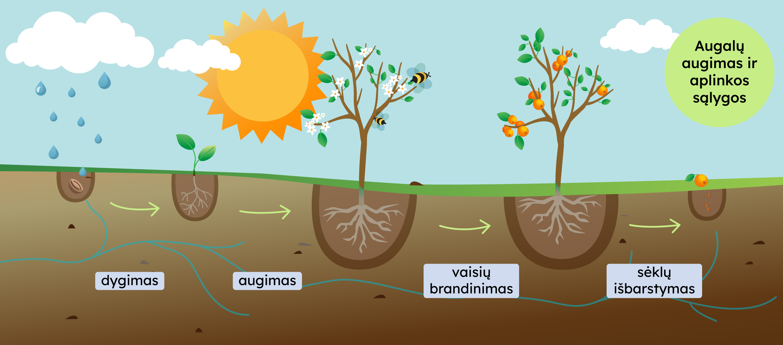 Vaizdas iliustruoja augalo gyvenimo ciklą ir aplinkos sąlygas. Pavaizduoti etapai: dygimas, augimas, vaisių brandinimas ir sėklų išbarstymas. Matomi aplinkos elementai, tokie kaip lietus, saulė ir bitės.