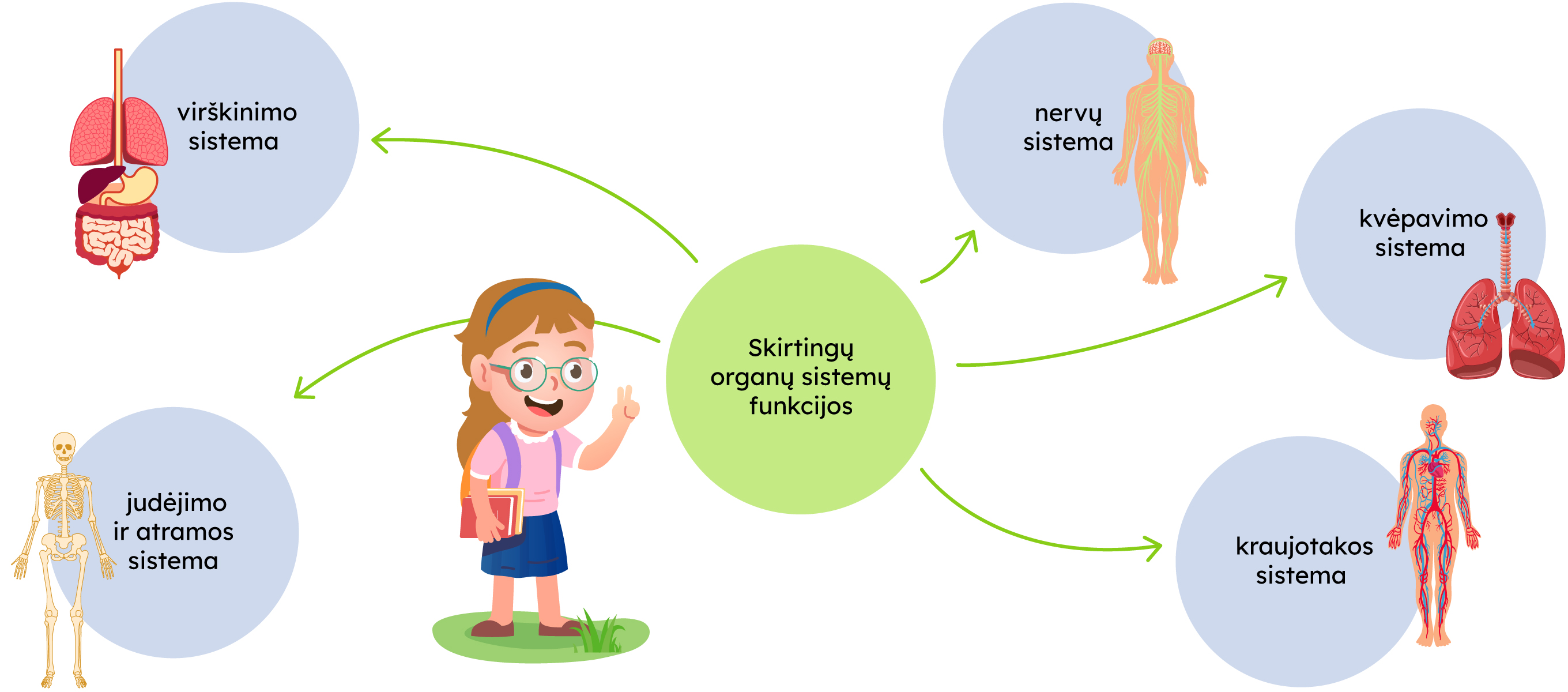 Skirtingų organų sistemų funkcijos: judėjimo ir atramos sistema. virškinimo sistema, nervų sistema, kvėpavimo sistema, kraujotakos sistema.