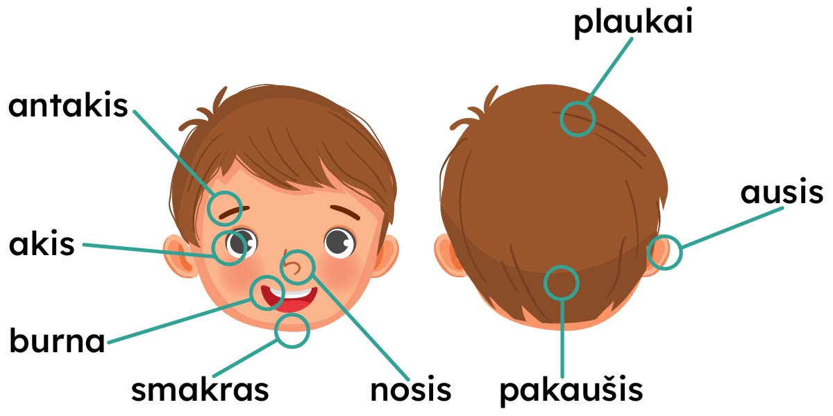 Iliustracijoje parodytos vaiko veido ir galvos dalys, pažymėtos žodžiais: antakis, akis, burna, smakras, nosis, plaukai, ausis ir pakaušis.