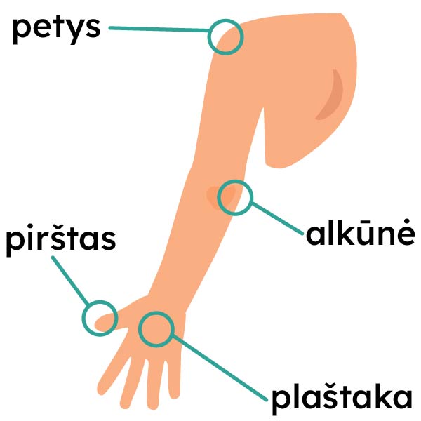 Iliustracijoje pavaizduota žmogaus ranka su pažymėtomis dalimis: petys, alkūnė, plaštaka ir pirštas.