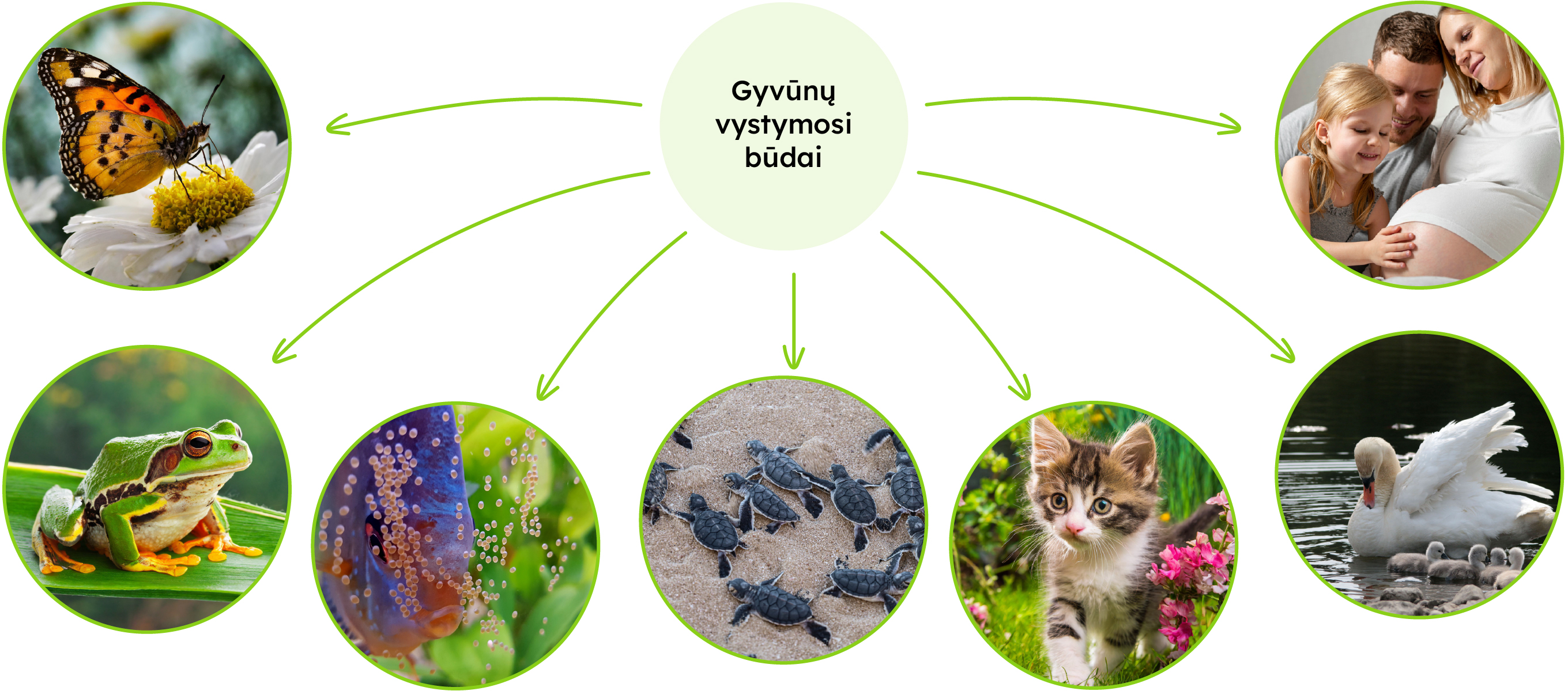 Gyvūnų vystymosi būdai su aktyviomis ikonėlėmis.