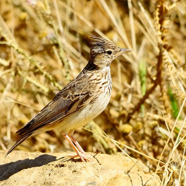 Vieversio nuotrauka