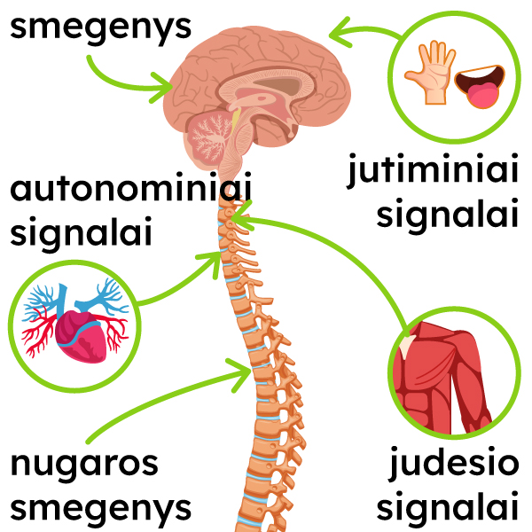 Pavaizduota nervų sistema: jutiminiai signalai, smegenys, judesio signalai, autonominiai signalai, nugaros smegenys.