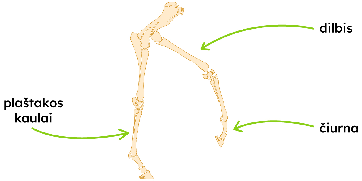 Pavaizduoti dilbis, plaštakos kaulai ir čiurna.