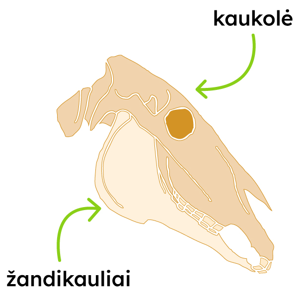 Pavaizduoti arklio kaukolė ir žandikauliai.