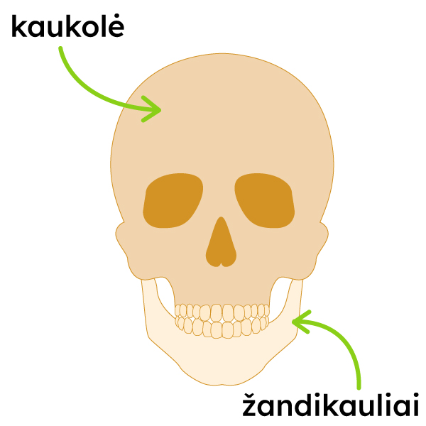 Pavaizduota kaukolė ir žandikauliai.