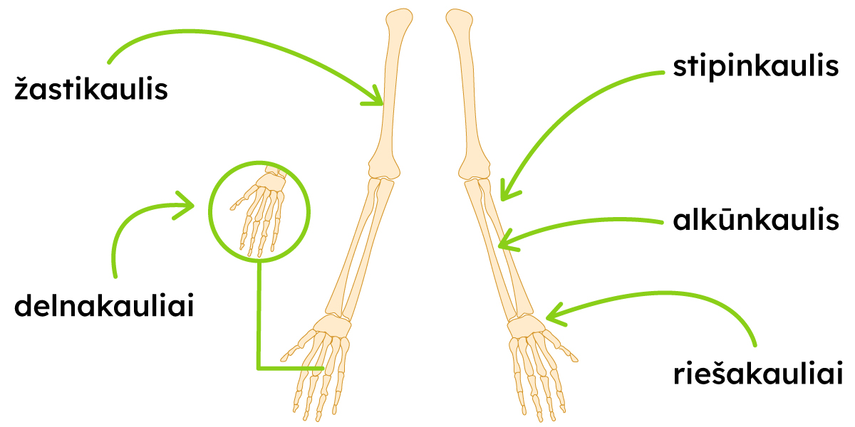 Pavaizduoti žastikaulis, delnakauliai, stipinkaulis, alkūnkaulis, riešakauliai.