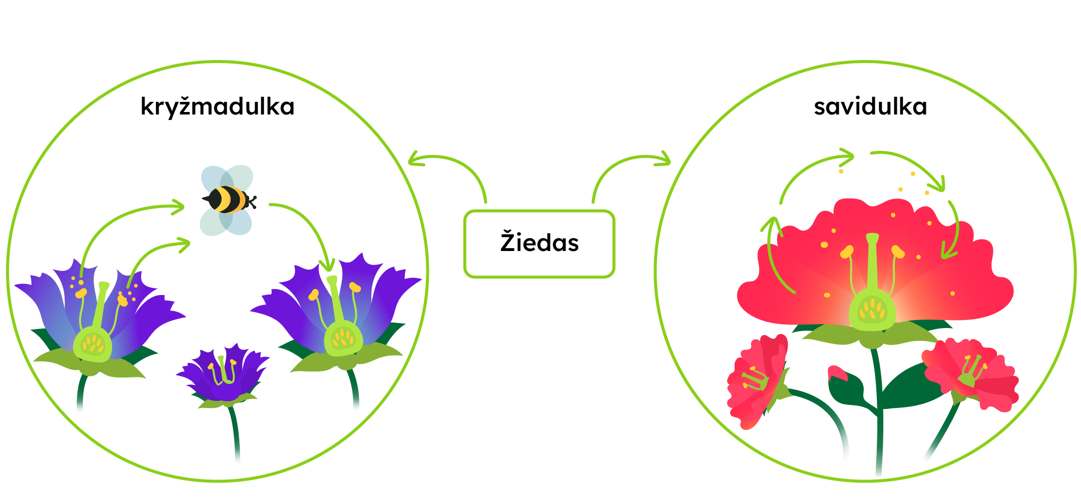 Žiedas: kryžmadulka ir savidulka.