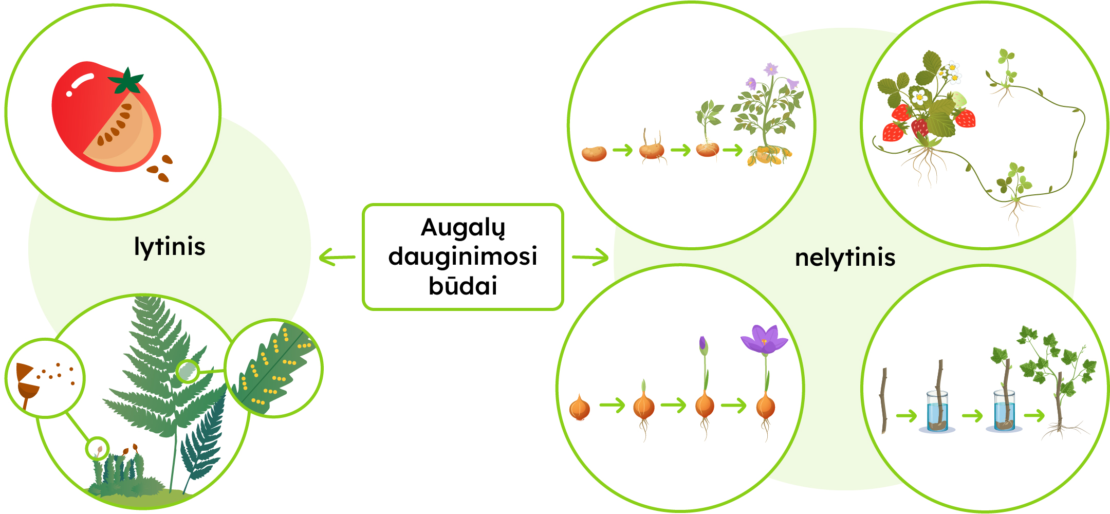 Augalų dauginimosi būdai: lytinis ir nelytinis.