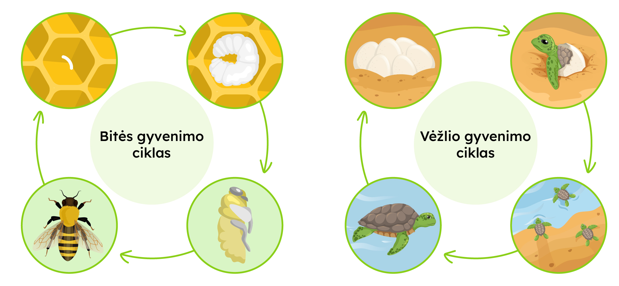 Bitės ir vėžlio gyvenimo ciklas.