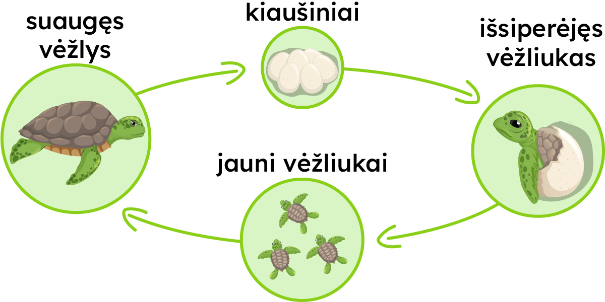 Kiaušiniai, išsiperėjęs vėžliukas, jauni vėžliukai, suaugęs vėžlys.