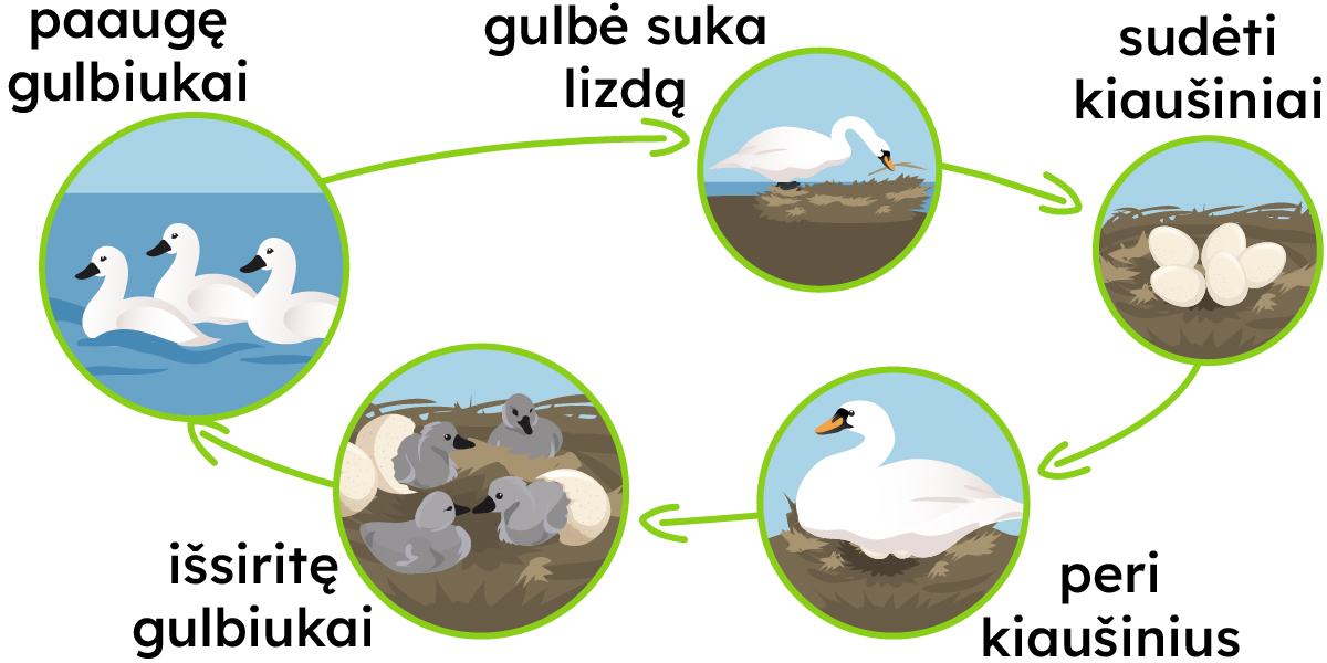 Sudėti kiaušiniai, peri kiaušinius, išsiritę gulbiukai, paaugę gulbiukai, gulbė suka lizdą.