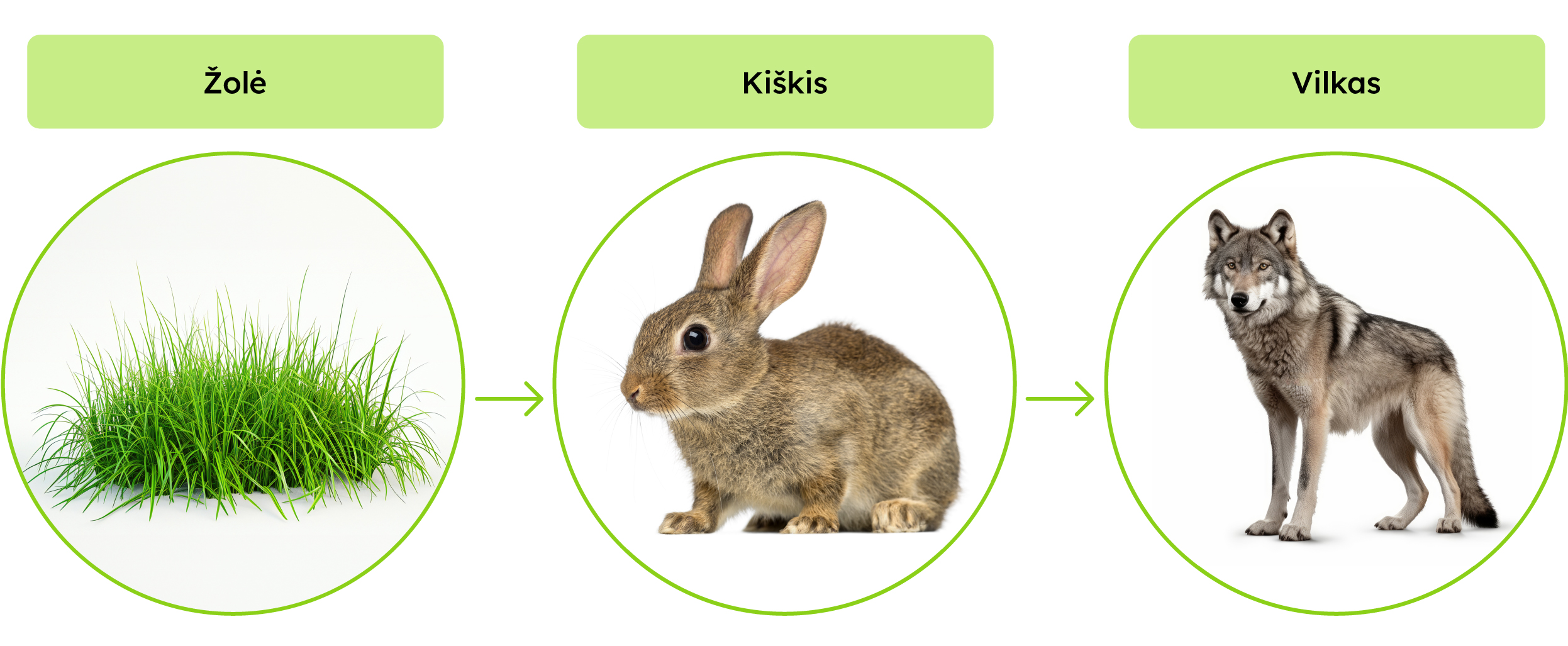 Žolė->kiškis->vilkas