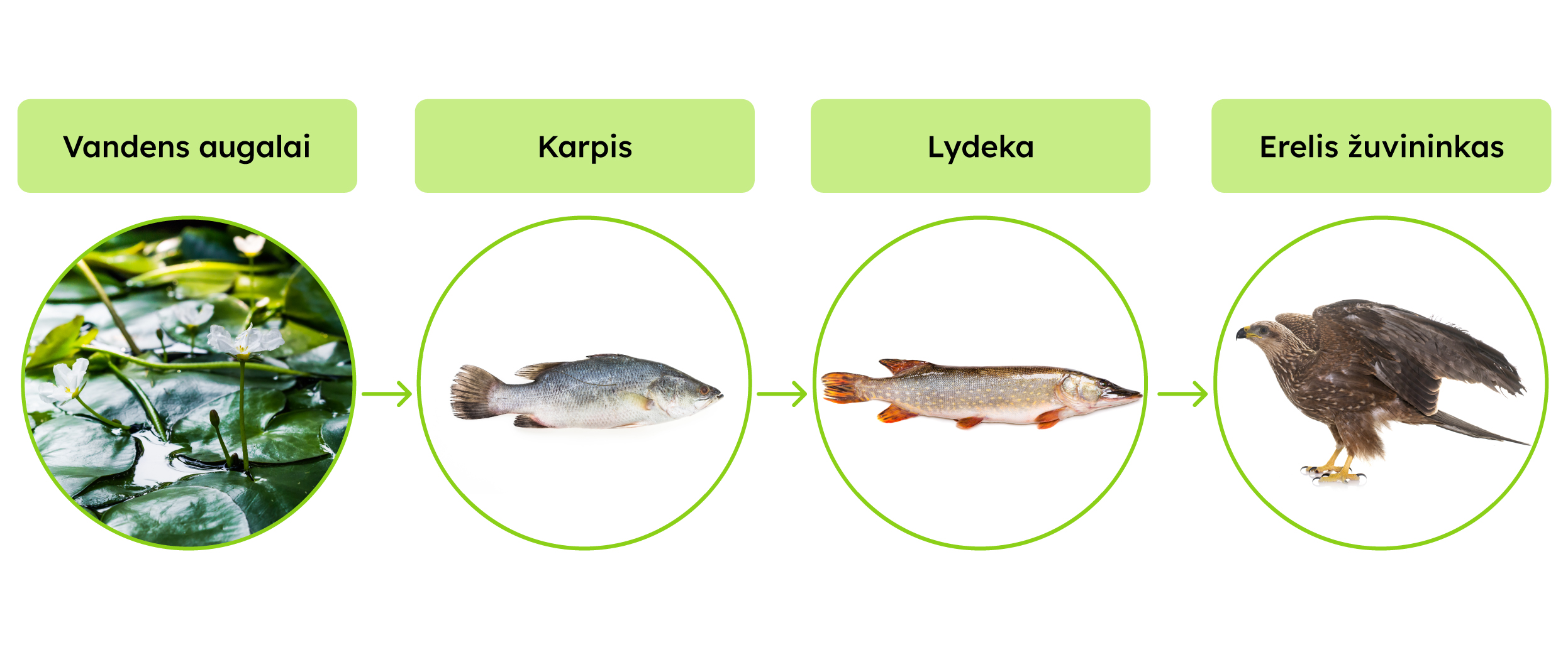 Vandens augalai->karpis->lydeka->erelis žuvininkas