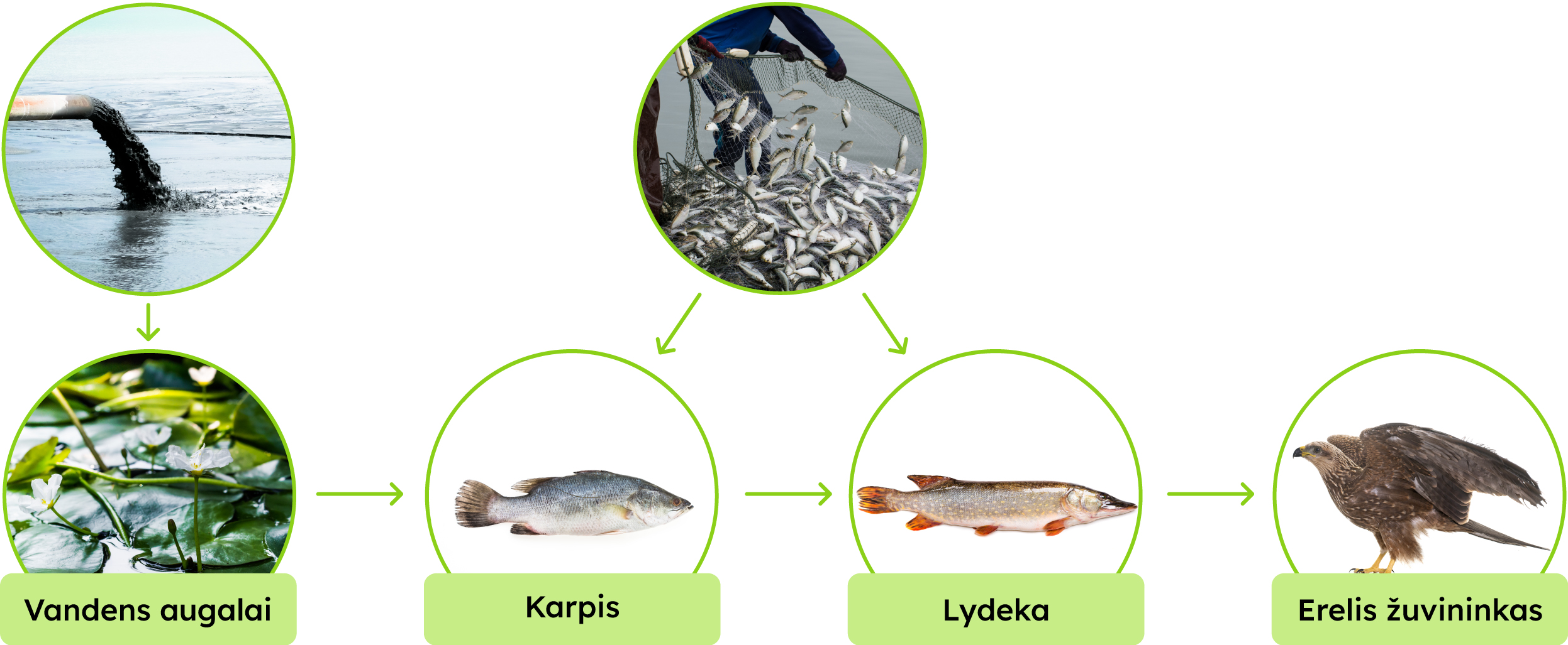 Vandens augalai->karpis->lydeka->erelis žuvininkas