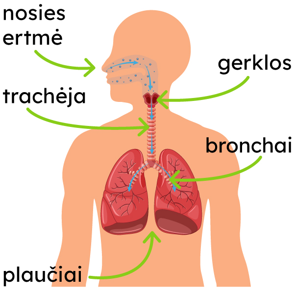 Pavaizduotas žmogaus kvėpavimas: nosies ertmė, gerklos, trachėja, bronchai, plaučiai.