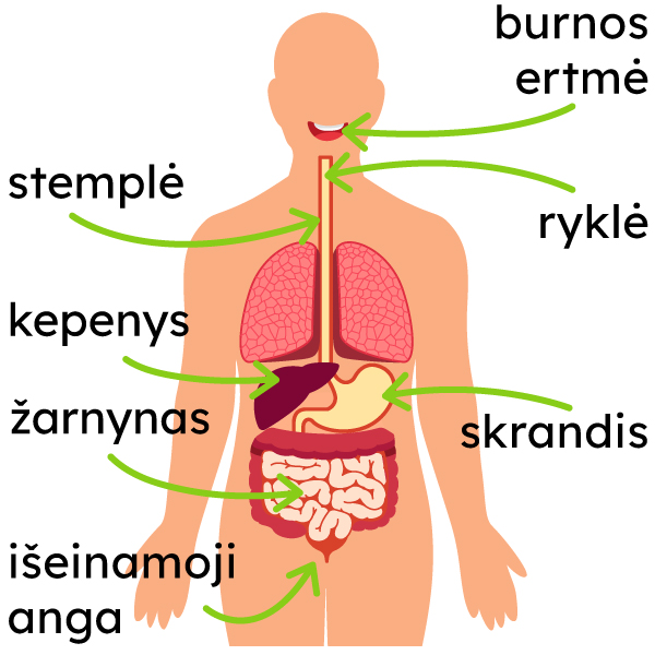 Pavaizduota virškinimo sistema: burnos ertmė, ryklė, stemplė, kepenys, skrandis, žarnynas, išeinamoji anga.