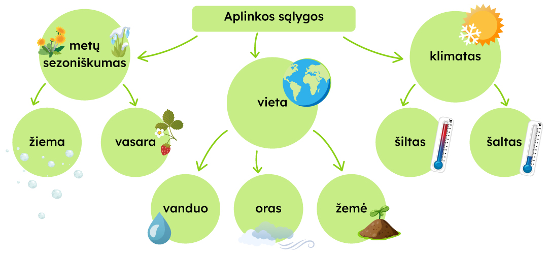 "Aplinkos sąlygos" schema, kuri šakojasi į tris dalis: “vieta”, “klimatas”, “metų sezoniškumas”. “Vieta” šakojasi į “vanduo”, “oras”, žemė”, “klimatas” šakojasi į “šiltas”, “šaltas”, “metų sezoniškumas” šakojasi į “žiema”, “vasara”.