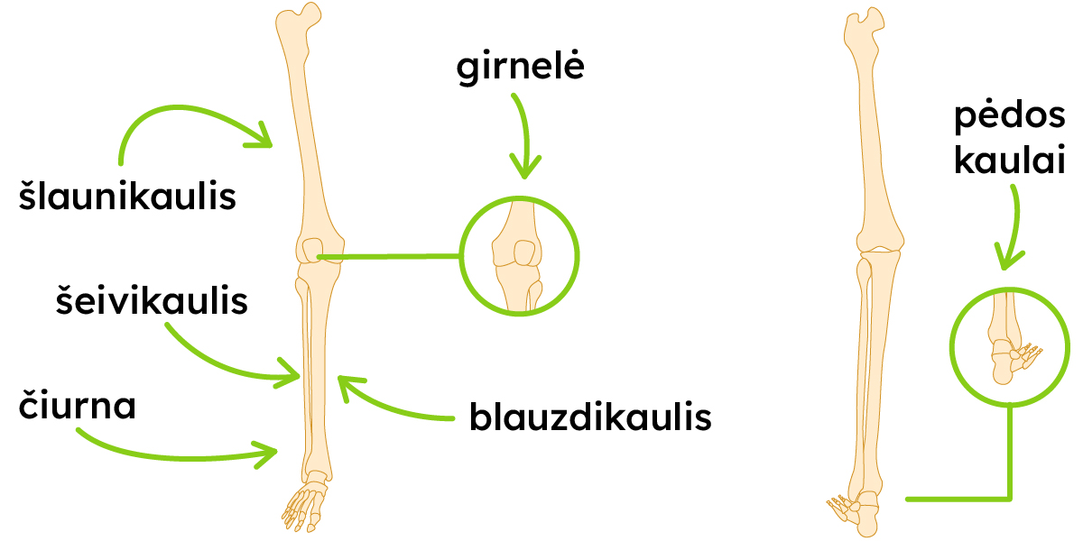 Pavaizduoti šlaunikaulis, girnelė, šeivikaulis, čiurna, blauzdikaulis, pėdos kaulai.