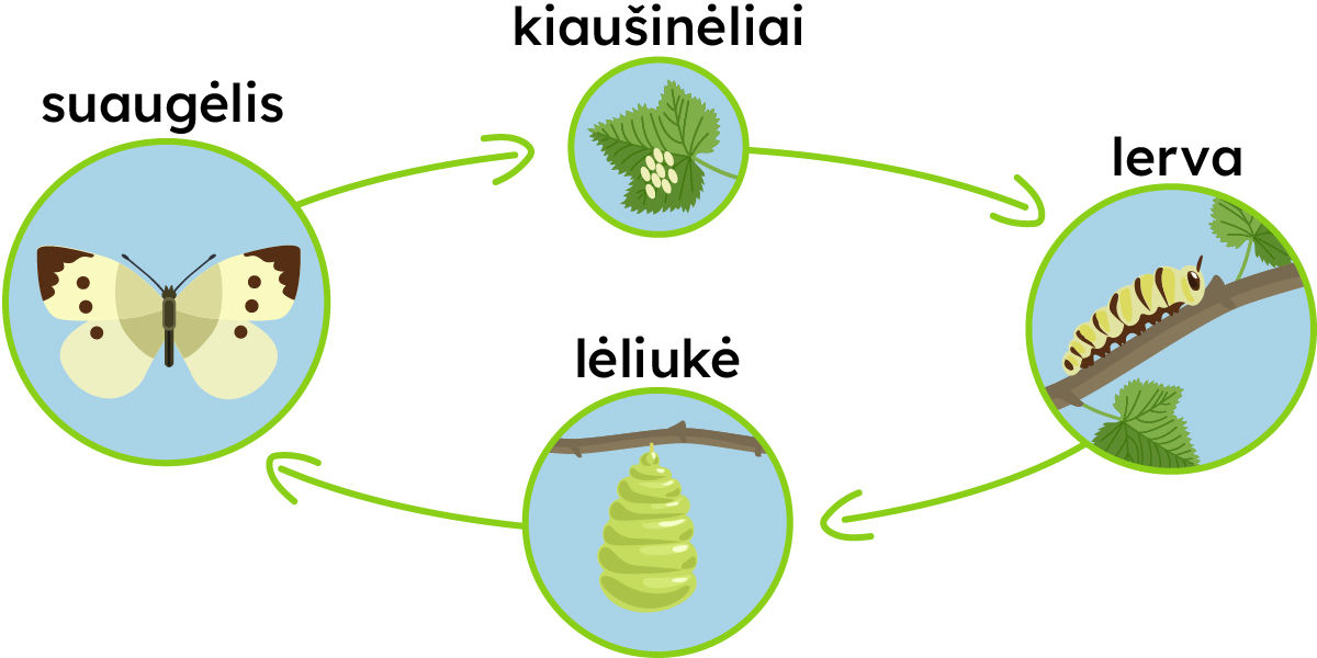 Kiaušinėliai, lerva, lėliukė, suaugėlis.