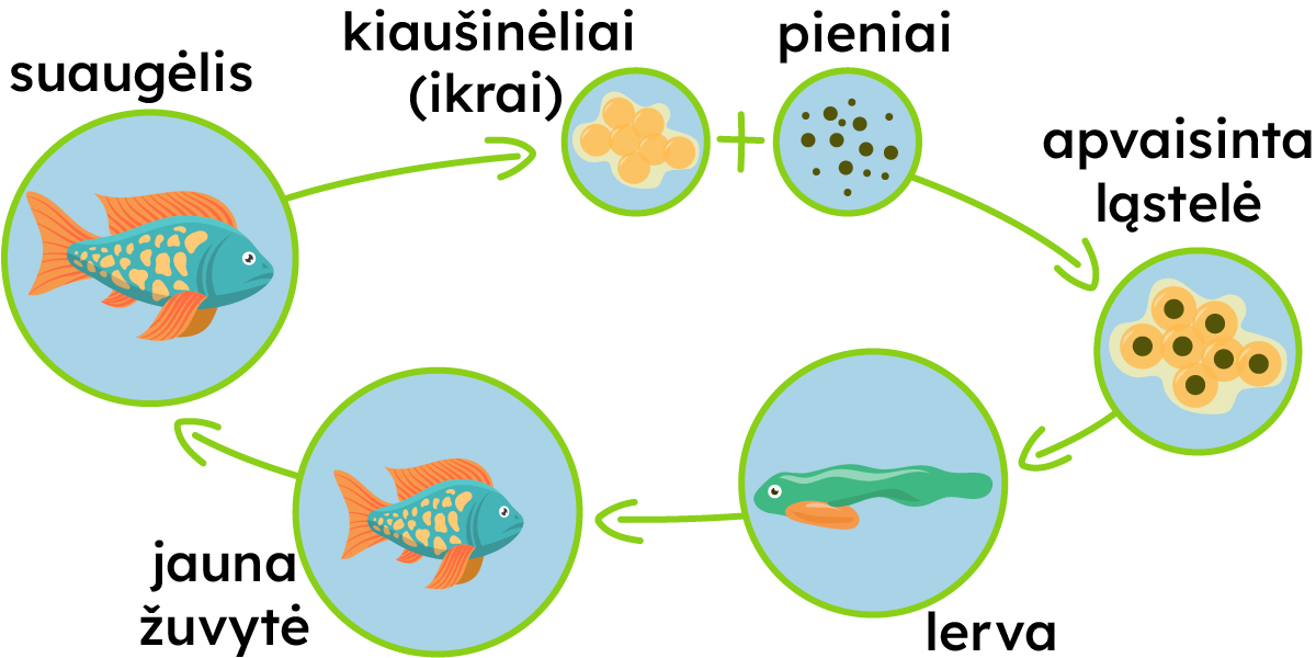 Kiaušinėliai (ikrai) + pieniai, apvaisinta ląstelė, lerva, jauna žuvytė, suaugėlis.